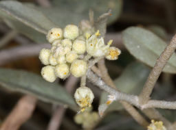 Слика од Croton californicus Müll. Arg.