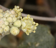 Слика од Croton californicus Müll. Arg.