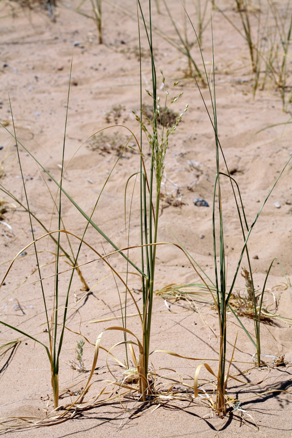 Imagem de Panicum urvilleanum Kunth