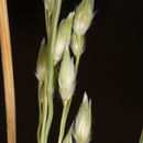 Panicum urvilleanum Kunth的圖片