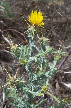 Centaurea solstitialis L. resmi