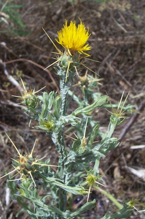 Image of yellow star-thistle