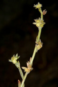 Plancia ëd Pectocarya pusilla (A. DC.) A. Gray