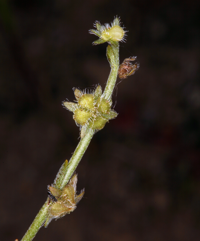 Plancia ëd Pectocarya pusilla (A. DC.) A. Gray