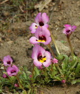 Image of <i>Mimulus angustatus</i>