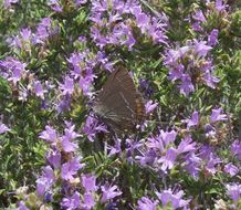 Image of White Letter Hairstreak