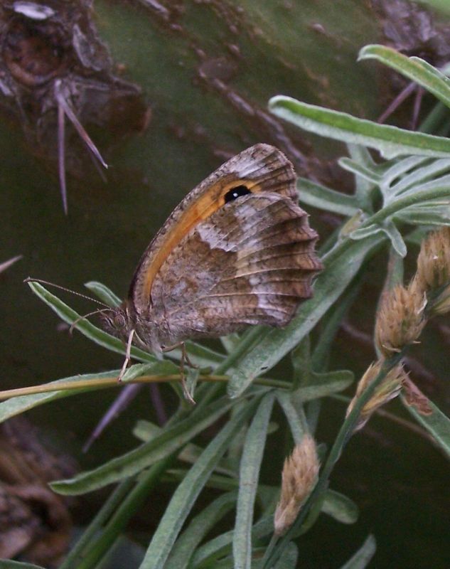 Слика од Pyronia cecilia Vallantin 1894