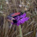 Image of Zygaena erythrus