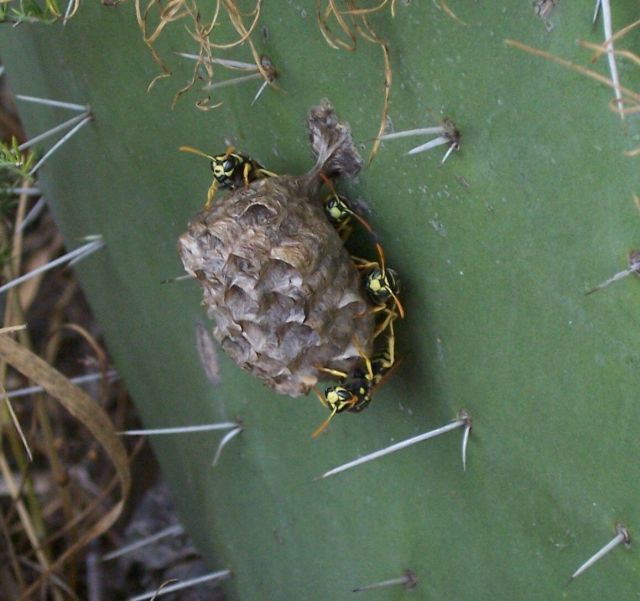 Image of European Paper Wasp