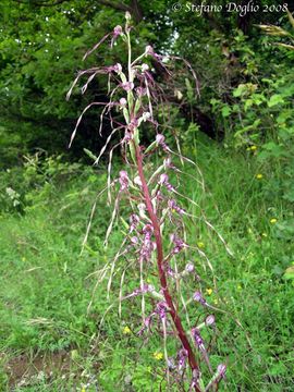 Image of Adriatic lizard orchid