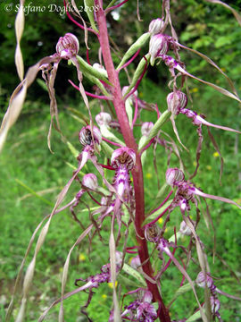 Image of Adriatic lizard orchid