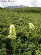 Dactylorhiza sambucina (L.) Soó的圖片