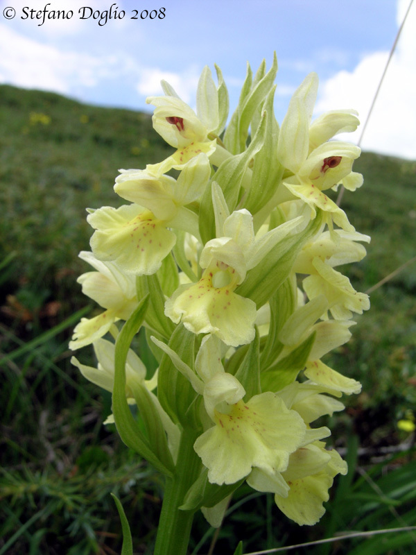 Dactylorhiza sambucina (L.) Soó的圖片