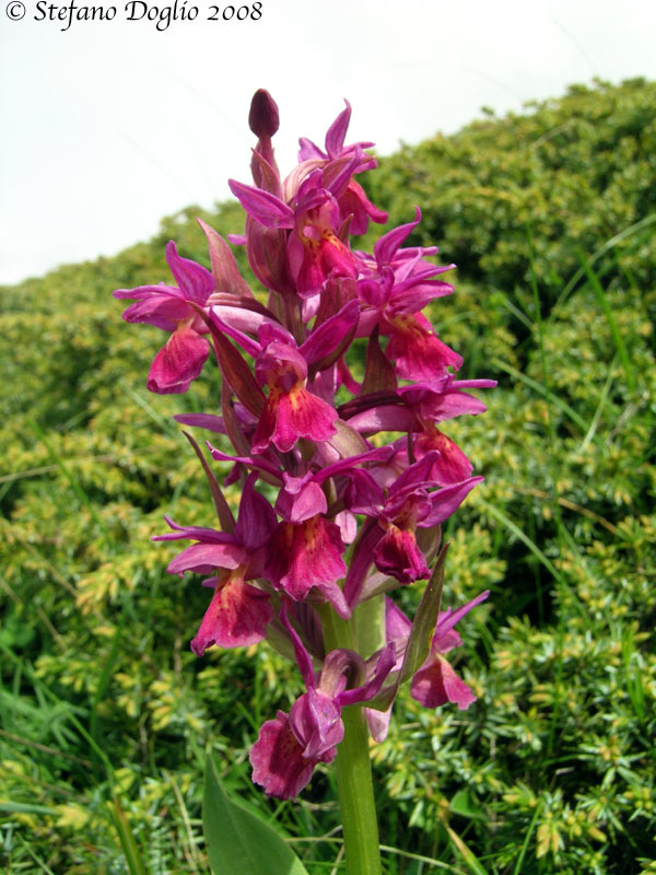 Dactylorhiza sambucina (L.) Soó的圖片