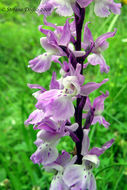 Orchis mascula (L.) L.的圖片