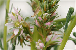 Plancia ëd Myricaria germanica (L.) Desv.