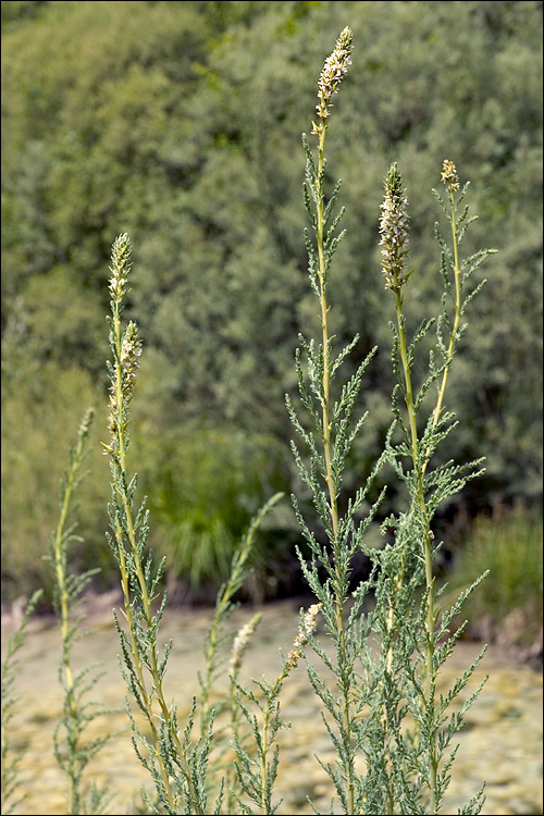 Plancia ëd Myricaria germanica (L.) Desv.