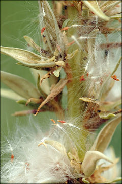 صورة Myricaria germanica (L.) Desv.