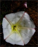 Image de Calystegia subacaulis Hook. & Arn.