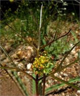 Image of butte desertparsley