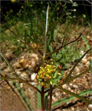 Image de Lomatium marginatum (Benth.) Coult. & Rose