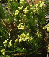 Plancia ëd Galium andrewsii A. Gray