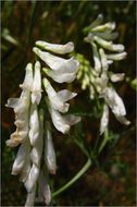 Image of fodder vetch