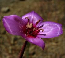 Imagem de Clarkia gracilis (Piper) A. Nels. & J. F. Macbr.