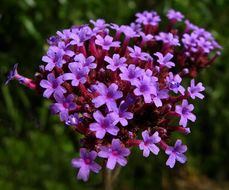 Image of purpletop vervain