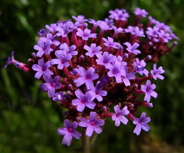 Image of purpletop vervain