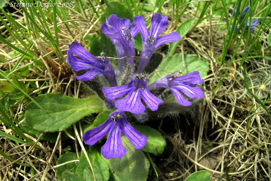 Imagem de Ajuga tenorei C. Presl