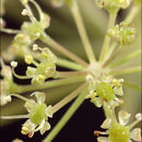 <i>Peucedanum verticillare</i>的圖片