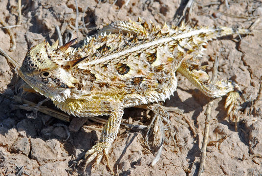 صورة Phrynosoma cornutum (Harlan 1824)