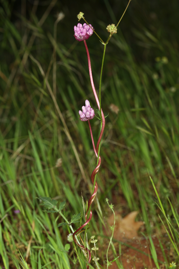 Image of twining snakelily