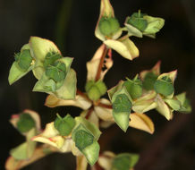 Euphorbia spathulata Lam. resmi