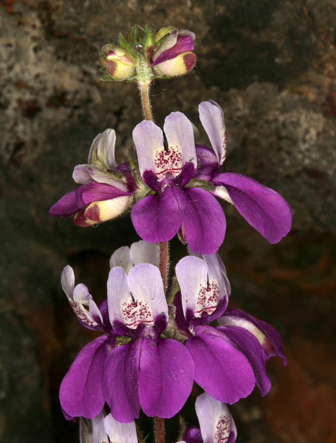 Image of purple Chinese houses