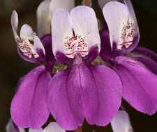 Image of purple Chinese houses