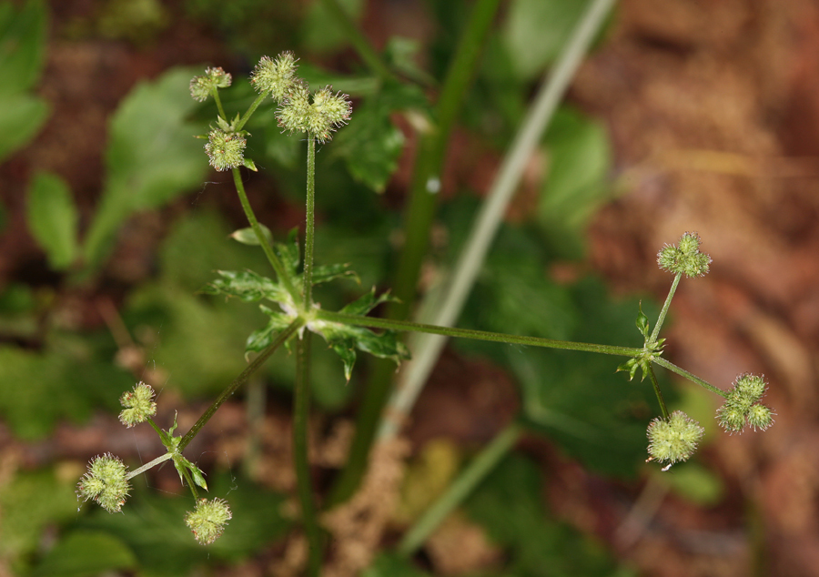 Plancia ëd Sanicula crassicaulis Poepp. ex DC.