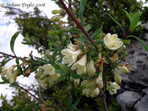 Plancia ëd Lonicera pyrenaica L.