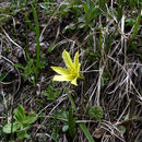 Image of Tulipa heterophylla (Regel) Baker