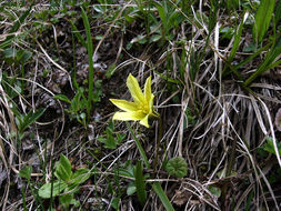 Image of Tulipa heterophylla (Regel) Baker