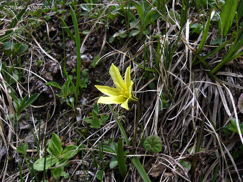 Image of Tulipa heterophylla (Regel) Baker