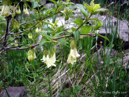 Image of Lonicera hispida Pall. ex Roem. & Schult.