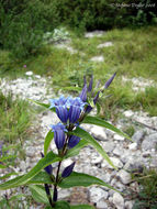 Gentiana asclepiadea L.的圖片