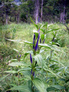 Image of Gentiana asclepiadea L.