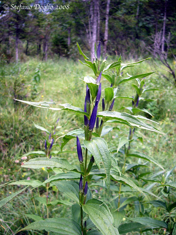 Gentiana asclepiadea L.的圖片