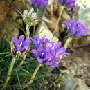 Image of Edraianthus graminifolius (L.) A. DC.