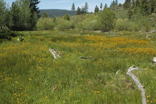 Image of Stout Meadow Ragwort