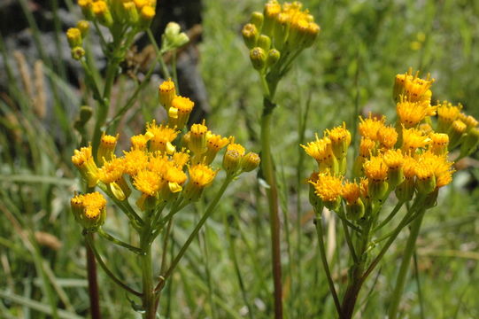 Imagem de Senecio hydrophiloides Rydb.