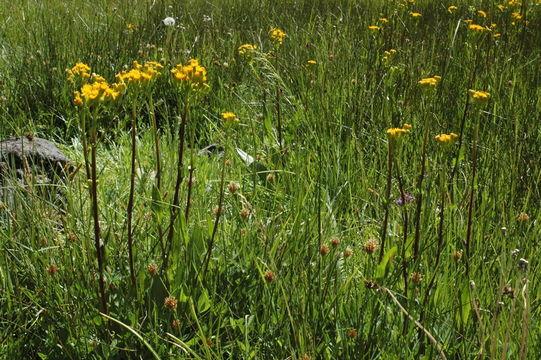 Image of Stout Meadow Ragwort